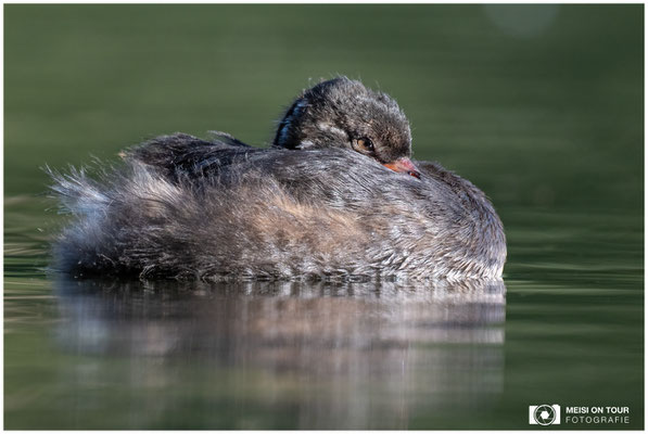 Zwergtaucher  |  Nikon Z8, NIKKOR Z 800 mm 1:6,3 VR S mit TC1,4x (1120 mm), ISO 1100, 1/1000s, f/9