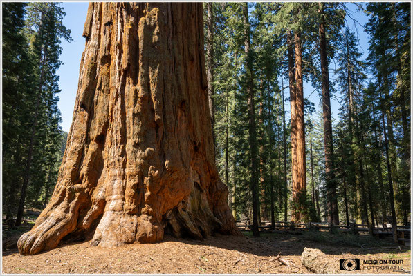 General Sherman Tree im Sequoia NP | Nikon Z8, NIKKOR Z 24-120 mm 1:4 S (24 mm), ISO 100, 1/30, f/14