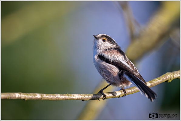 Schwanzmeise  |  Nikon Z9, NIKKOR Z 800 mm 1:6,3 VR S mit TC1,4x (1120 mm), ISO 2500, 1/1600s, f/9