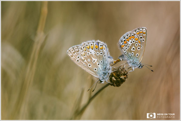 Himmelblauer Bäumling  |  Canon EOS-5D Mark IV, EF 300 f/2,8 L IS II USM mit Telekonverter 2x III (600 mm), ISO 200, 1/1250s, f/8, Einbeinstativ