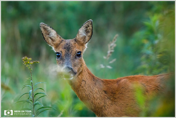 Reh  |  Canon EOS-5D Mark IV, EF 300 f/2,8 L IS II USM mit Telekonverter 2x III (600 mm), ISO 6400, 1/640s, f/5,6, Einbeinstativ