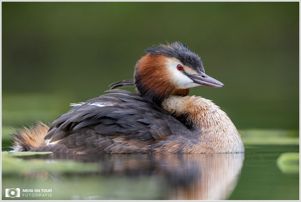 Haubentaucher  |  Canon EOS R6, EF 300 f/2,8 L IS II USM mit Telekonverter 2x (600 mm), ISO 1600, 1/400s, f/7,1