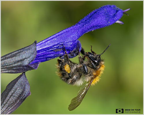 Ackerhummel an Guarani-Salbei |  Nikon Z9, NIKKOR Z MC 105 1:2,8 VR S, ISO 1600, 1/2500s, f/8