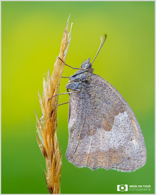 Großes Ochsenauge | Nikon Z8, NIKKOR Z MC 105 1:2,8 VR S, ISO 100, 1/125s, f/3,5 (Stack 40 Bilder)