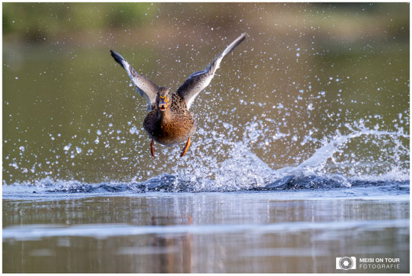 Stockente  |  Nikon Z9, NIKKOR Z 100–400 mm 1:4,5–5,6 VR S mit TC2,0x (800 mm), ISO 1600, 1/1000s, f/11