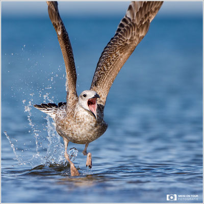 Heringsmöwe  |  Canon EOS-5D Mark IV, EF 300 f/2,8 L IS II USM mit Telekonverter 2x III (600 mm), ISO 500, 1/3200s, f/6,3, Reissack