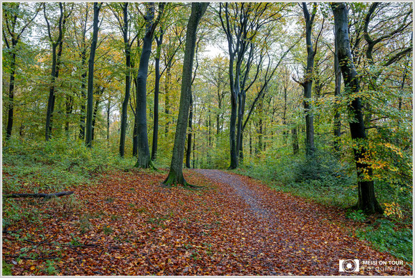 Auberg im Herbst  |  Nikon Z8, NIKKOR Z 24-120 mm 1:4 S, ISO 800, 1/8s, f/14