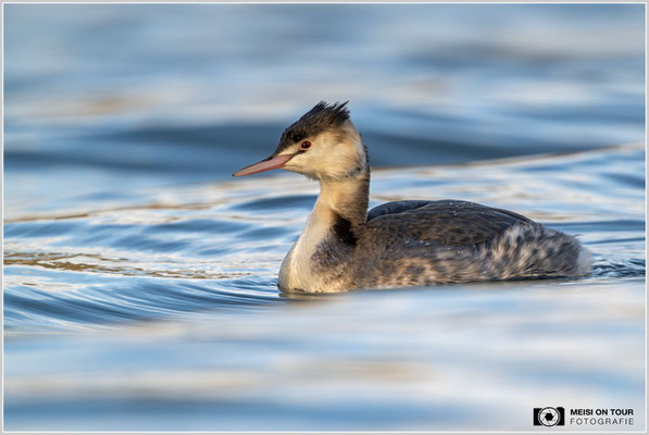 Haubentaucher  |  Nikon Z9, NIKKOR Z 800 mm 1:6,3 VR S mit TC1,4x (1120 mm), ISO 900, 1/1000s, f/9