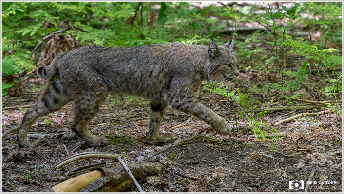 Rotluchs im Yosemite Tenaya Canyon | Nikon Z8, NIKKOR Z 24-120 mm 1:4 S (120 mm), ISO 800, 1/800, f/4
