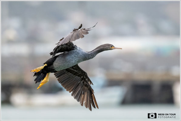 Kormoran bei Oamaru  |  Nikon Z9, NIKKOR Z 100–400 mm 1:4,5–5,6 VR S (400 mm), ISO 4500, 1/1000s, f/5,6