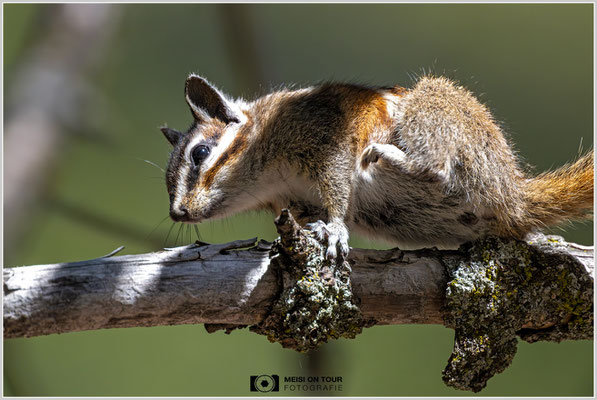 Streifenhörnchen | Nikon Z9, NIKKOR Z 800 mm 1:6,3 VR S mit TC1,4x (1120 mm), ISO 2800, 1/2000s, f/9