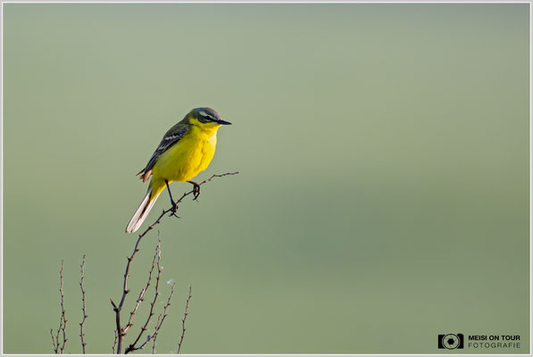 Schafstelze  |  Nikon Z9, NIKKOR Z 800 mm 1:6,3 VR S, ISO 720, 1/1250s, f/6,3