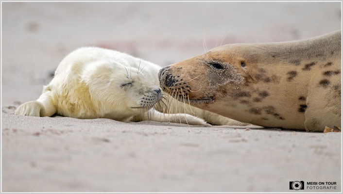Kegelrobbenjungtier bei der Mutter |  Nikon Z9, NIKKOR Z 100–400 mm 1:4,5–5,6 VR S (400 mm), ISO 640, 1/800s, f/5,6