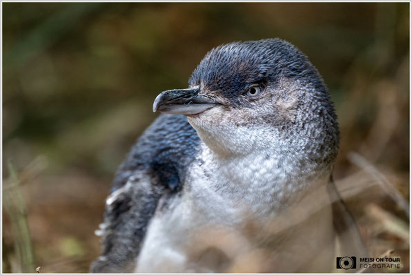 Blauer Pinguin bei Dunedin  |  Nikon Z9, NIKKOR Z 100–400 mm 1:4,5–5,6 VR S (400 mm), ISO 2500, 1/250s, f/5,6