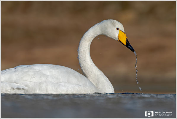 Singschwan bei Ramberg | Nikon Z9, NIKKOR Z 100-400 mm 1:5,6 S +TC 2,0 (800 mm), ISO 450, 1/1600s, f/11