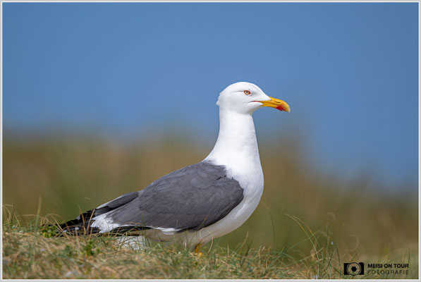 Heringsmöwe  |  Nikon Z9, NIKKOR Z 800 mm 1:6,3 VR S, ISO 220, 1/2000s, f/6,3