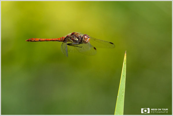 Große Heidelibelle  |  Nikon Z9, NIKKOR Z 100–400 mm 1:4,5–5,6 VR S (300 mm), ISO 1600, 1/2500s, f/8