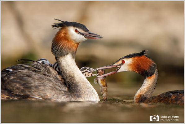 Haubentaucher  |  Canon EOS-5D Mark IV, EF 300 f/2,8 L IS II USM mit Telekonverter 2x (600 mm), ISO 800, 1/2000s, f/6,3, Reissack, Winkelsucher