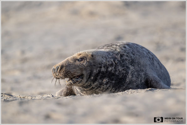 Kegelrobbenbulle  |  Nikon Z9, NIKKOR Z 800 mm 1:6,3 VR S, ISO 800, 1/2000s, f/6,3