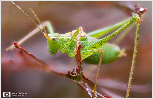 Heupferdchen  |  Canon EOS R6, Sigma 150 f/2,8 Makro DG OS HSM mit Telekonverter 1,4x III (210 mm), ISO 400, 1/80s, f/4,5 Stack (50 Aufnahmen)