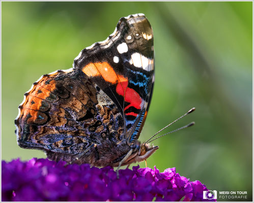 Admiral  |  Nikon Z9, NIKKOR Z 100–400 mm 1:4,5–5,6 VR S mit TC1,4x (560 mm), ISO 400, 1/250s, f/10