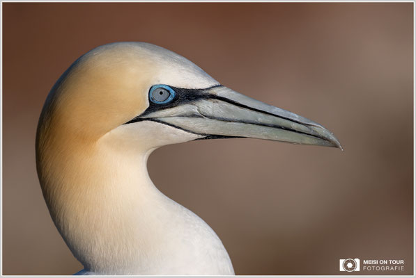 Basstölpel  |  Nikon Z9, NIKKOR Z 800 mm 1:6,3 VR S, ISO 320, 1/3200s, f/6,3