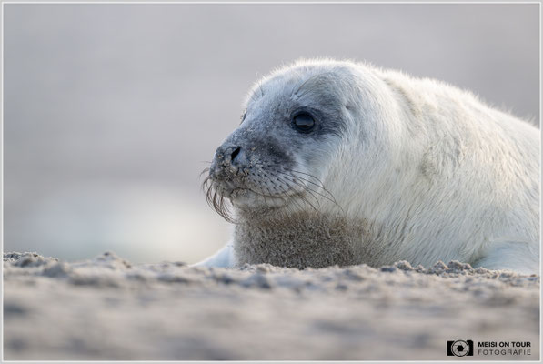 Kegelrobbenbaby  |  Nikon Z9, NIKKOR Z 800 mm 1:6,3 VR S, ISO 1400, 1/1000s, f/6,3