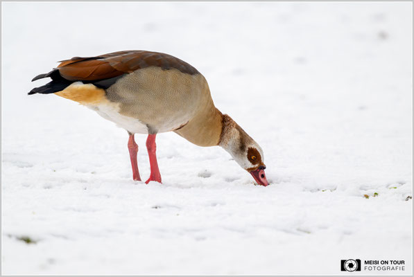 Nilgans  |  Nikon Z9, NIKKOR Z 800 mm 1:6,3 VR S mit TC1,4x (1120 mm), ISO 2000, 1/1000s, f/9