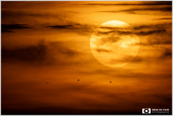 Sonnenuntergang  |  Nikon Z9, NIKKOR Z 800 mm 1:6,3 VR S mit TC1,4x (1120 mm), ISO 100, 1/10000s, f/36