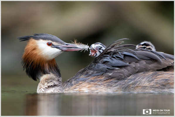 Haubentaucher  |  Canon EOS R6, EF 300 f/2,8 L IS II USM mit Telekonverter 2x (600 mm), ISO 1600, 1/500s, f/7,1