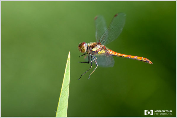 Große Heidelibelle  |  Nikon Z9, NIKKOR Z 100–400 mm 1:4,5–5,6 VR S (400 mm), ISO 1250, 1/2000s, f/7,1