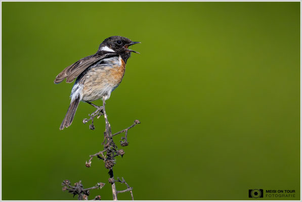 Schwarzkehlchen-Männchen  |  Nikon Z9, NIKKOR Z 800 mm 1:6,3 VR S mit TC1,4x (1120 mm), ISO 2200, 1/5000s, f/9