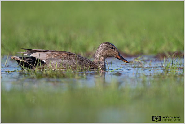 Schnatterente  |  Nikon Z8, NIKKOR Z 800 mm 1:6,3 VR S mit TC1,4x (1120 mm), ISO 900, 1/1600s, f/9