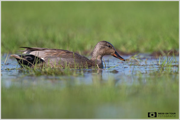 Schnatterente  |  Nikon Z8, NIKKOR Z 800 mm 1:6,3 VR S mit TC1,4x (1120 mm), ISO 900, 1/1600s, f/9