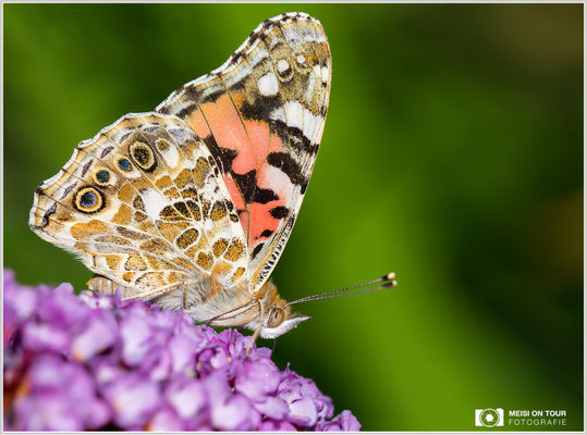 Distelfalter  |  Canon EOS-5D Mark IV, Sigma 150 f/2,8 Makro DG OS HSM mit Telekonverter 1,4x III (210 mm), ISO 250, 1/800s, f/7,1, Einbeinstativ