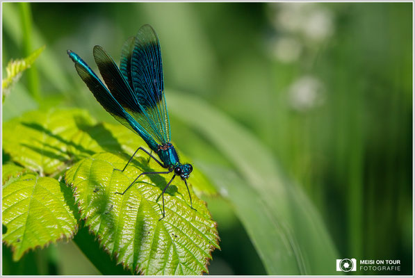 Gebänderte Prachtlibelle  |  Canon EOS-5D Mark IV, EF 300 f/2,8 L IS II USM mit Telekonverter 2x III (600 mm), ISO 500, 1/1600s, f/8, Einbeinstativ