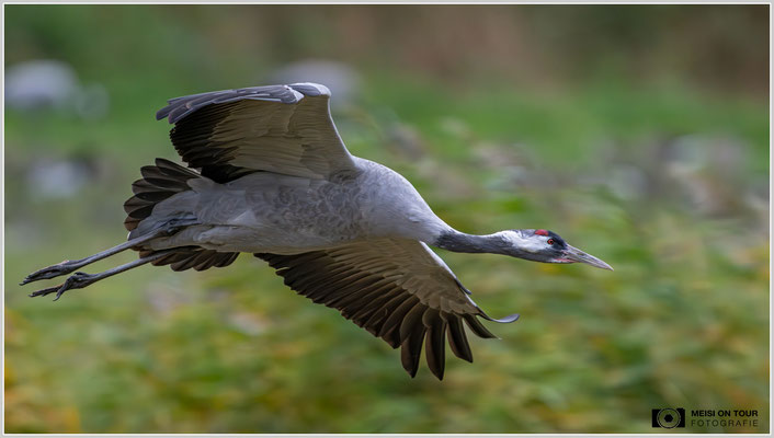 Grauer Kranich |  Nikon Z9, NIKKOR Z 800 mm 1:6,3 VR S mit TC2,0x (1600 mm), ISO 6400, 1/1600s, f/13