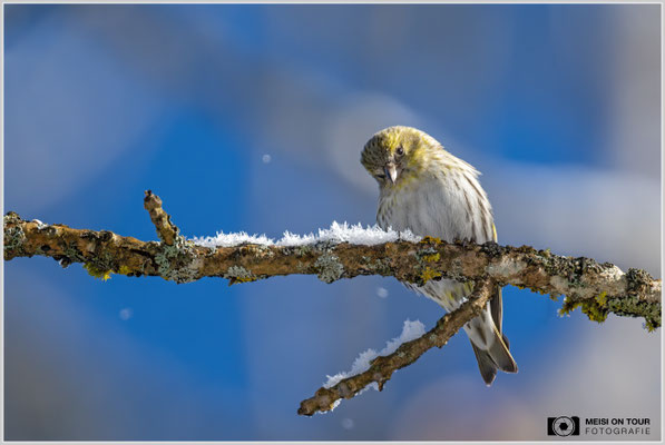 Erlenzeisig-Weibchen  |  Nikon Z9, NIKKOR Z 800 mm 1:6,3 VR S mit TC1,4x (1120 mm), ISO 1250, 1/2000s, f/9