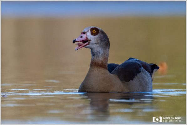 Nilgans  |  Nikon Z9, NIKKOR Z 100–400 mm 1:4,5–5,6 VR S mit TC2,0x (800 mm), ISO 1600, 1/1250s, f/11