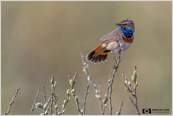 Blaukehlchen  |  Nikon Z9, NIKKOR Z 800 mm 1:6,3 VR S mit TC1,4x (1120 mm), ISO 1600, 1/1600s, f/9