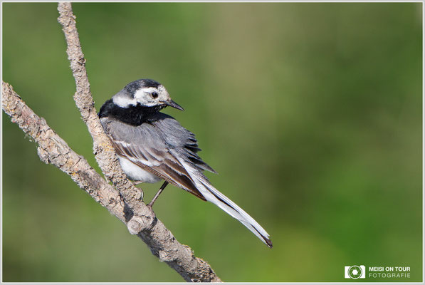 Bachstelze  |  Canon EOS-5D Mark IV, EF 300 f/2,8 L IS II USM mit Telekonverter 2x (600 mm), ISO 500, 1/2000s, f/7,1, Reissack, Winkelsucher