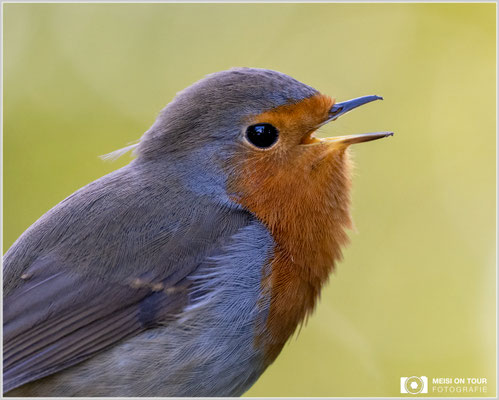 Rotkehlchen  |  Nikon Z9, NIKKOR Z 100–400 mm 1:4,5–5,6 VR S (400 mm), ISO 1600, 1/500s, f/5,6