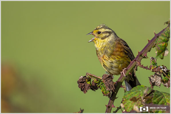 Goldammer  |  Nikon Z9, NIKKOR Z 800 mm 1:6,3 VR S mit TC1,4x (1120 mm), ISO 900, 1/2500s, f/9