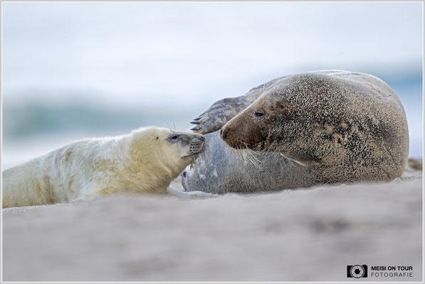 Kegelrobben - Jungtier bei der Mutter  |  Nikon Z9, NIKKOR Z 800 mm 1:6,3 VR S, ISO 2000, 1/1250s, f/6,3