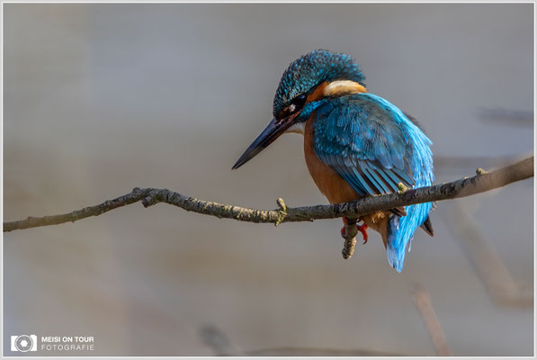 Eisvogel  |  Canon EOS R6, EF 300 f/2,8 L IS II USM mit Telekonverter 2x (600 mm), ISO 800, 1/1600s, f/7,1, Einbeinstativ