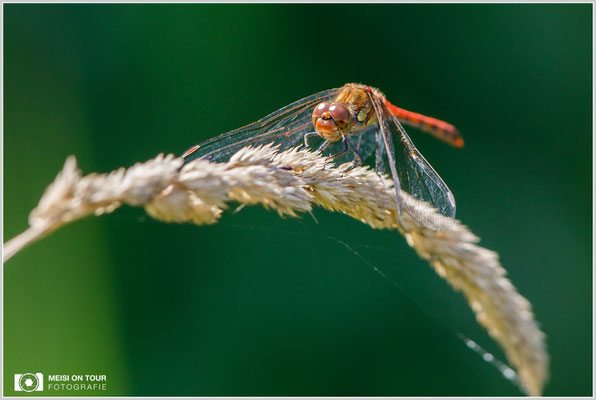 Große Heidelibelle  |  Canon EOS-5D Mark IV, EF 300 f/2,8 L IS II USM mit Telekonverter 2x III (600 mm), ISO 1600, 1/1000s, f/8, Einbeinstativ