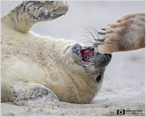 Kegelrobbe Jungtier  |  Nikon Z8, NIKKOR Z 100–400 mm 1:4,5–5,6 VR S (400 mm), ISO 1400, 1/1000s, f/5,6