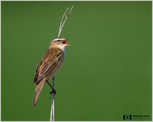 Schilfrohrsänger  |  Nikon Z8, NIKKOR Z 800 mm 1:6,3 VR S mit TC1,4x (1120 mm), ISO 1400, 1/4000s, f/9