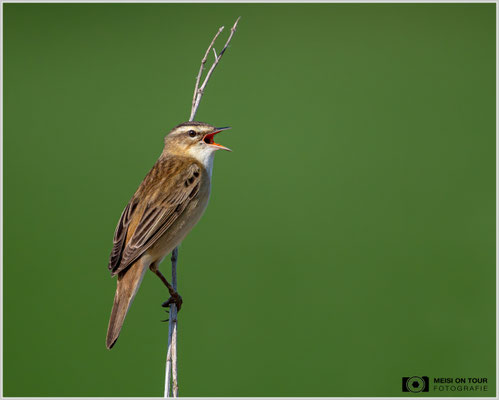 Schilfrohrsänger  |  Nikon Z8, NIKKOR Z 800 mm 1:6,3 VR S mit TC1,4x (1120 mm), ISO 1400, 1/4000s, f/9