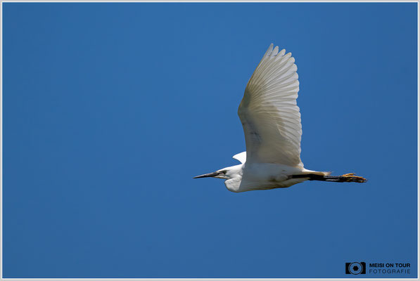 Seidenreiher  |  Nikon Z9, NIKKOR Z 800 mm 1:6,3 VR S mit TC1,4x (1120 mm), ISO 800, 1/4000s, f/9